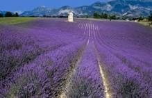 LAVANDULA OFFICINALIS