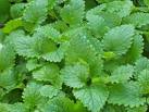 LEMON BALM MELISSA OFFICINALIS