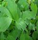 LOVAGE PARTS