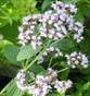 MARJORAM HERBS1