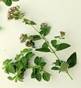 MARJORAM HERBS2