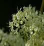 MEADOWSWEET HERBS1