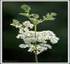 MEADOWSWEET PARTS2