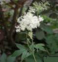 MEADOWSWEET SPRIEA ULMARIA