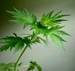 MOTHERWORT HERBS1