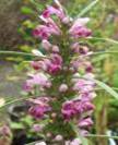 MOTHERWORT LEONURUS CARDIACA