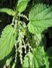 NETTLE URTICA