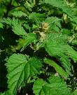 NETTLE URTICA DIOICA