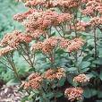 ORPINE SEDUM TELEPHIUM