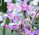 OX-TONGUE BORAGO OFFICINALIS