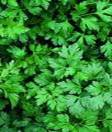 PARSLEY PETROSELINUM CRISPUM