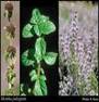 PENNYROYAL HERBS2