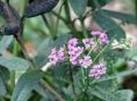 PENNYROYAL MENTHA PULEGIUM