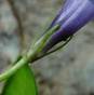 PERIWINKLE FLOWERS