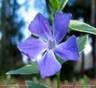 PERIWINKLE LEAVES