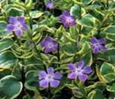 PERIWINKLE VINCA MAJOR