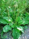 plantain plantago major