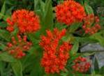 PLEURISY ROOT ASCLEPIAS TUBEROSA