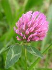 REDCLOVER TRIFOLIUM PRATENSE