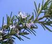 ROSEMARY HERBS