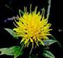 SAFFLOWER HERBS2