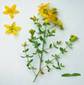 ST.JOHNS WORT HERBS1