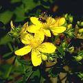 ST.JOHNS WORT HYPERICUM PERFORATUM