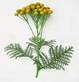 TANSY HERBS1