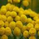 TANSY HERBS2