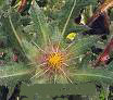 THISTLE BENEDICTUS