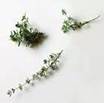 THYME HERBS2