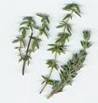 THYME HERBS3