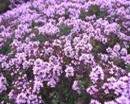 THYMUS VULGARIS2