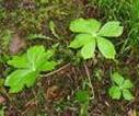 UMBRELLA PODOPHYLLUM