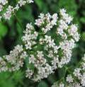 VALERIANA OFFICINALIS1