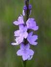 VERVAIN OFFICINALIS