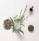 VERVAIN PARTS