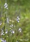 VERVAIN VERBENA