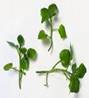 WATERCRESS HERBS2