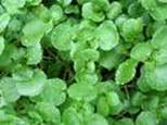 WATERCRESS NASTURTIUM OFFICINALE