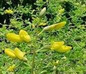 WILD INDIGO BAPTISIA