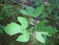 WILD LETTUCE HERBS1