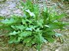 WILD LETTUCE LACTUCA VIROSA