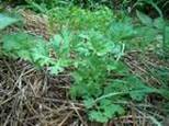 WORMWOOD ARTEMISIA ABSINTHIUM