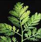 WORMWOOD HERBS1