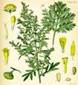 WORMWOOD HERBS2