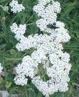 YARROW ACHILLEA