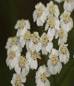 YARROW HERBS2