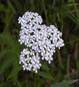 YARROW HERBS3