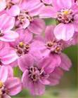 YARROW MILLEFOLIUM